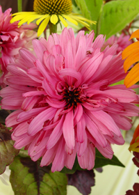 Echinacea 'Pink Poodle'